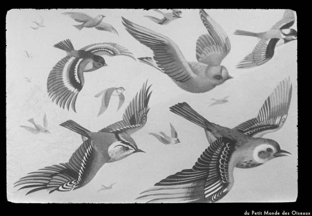 image: This is ‘le petit monde des oiseaux 9’.