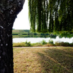 image: a tree with a fringe overlooking the moselle