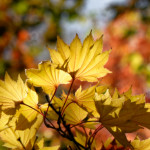 image: autumn leaves, sunlight between the rain