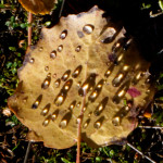 image: golden brown autumn leaves