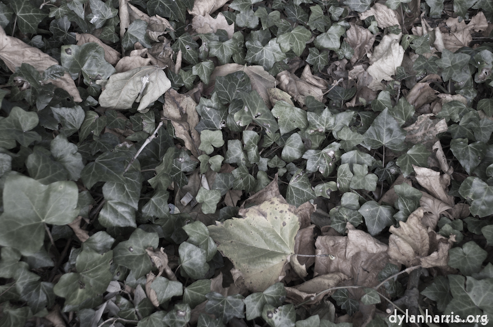 image: This is ‘leaf (iii) 3’.