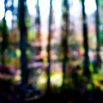 image: blurry treetrunks