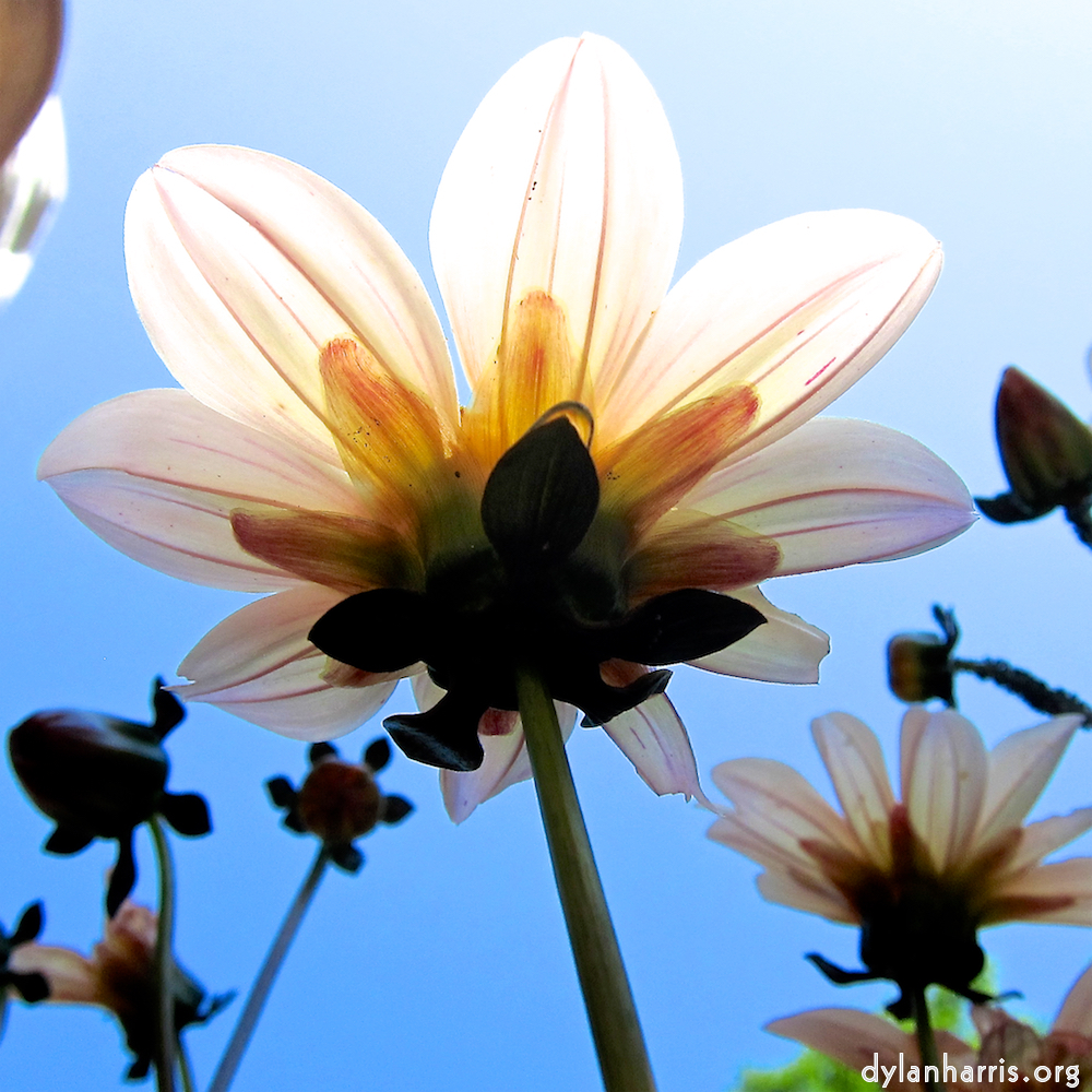 image: Dit is ‘escher bloemen (civ) 2’.