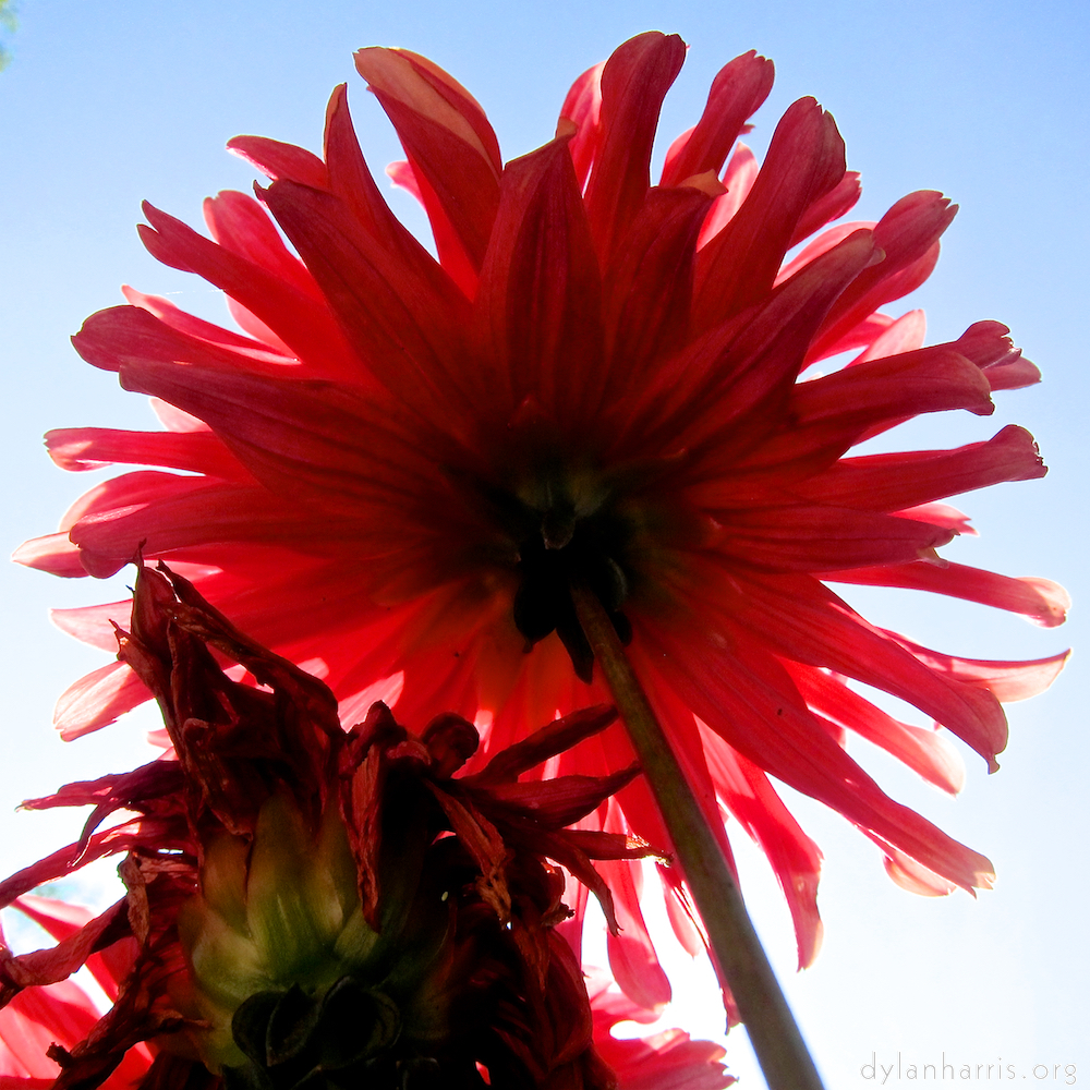 image: Dit is ‘escher bloemen (civ) 4’.