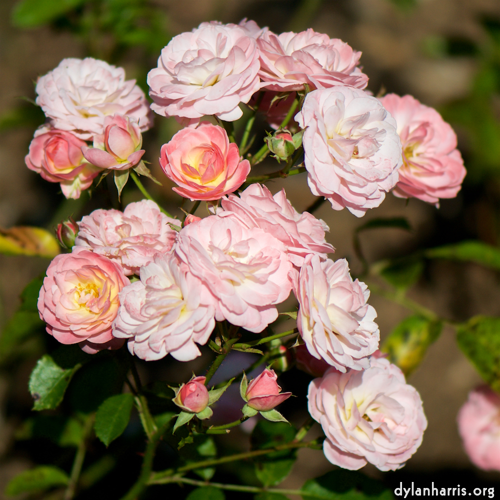 image: Voici ‘fleurs d’esch (cvi) 2’.