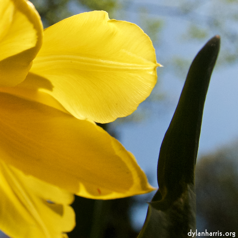 image: Six photosets of beautiful spring flowers