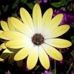 image: flower, 14 yellow petals