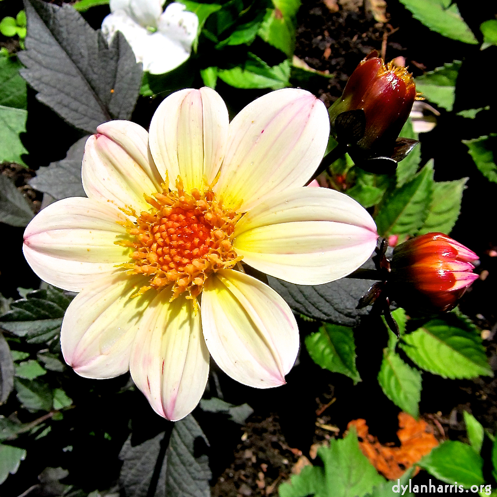 image: Dit is ‘escher bloemen (xciii) 5’.