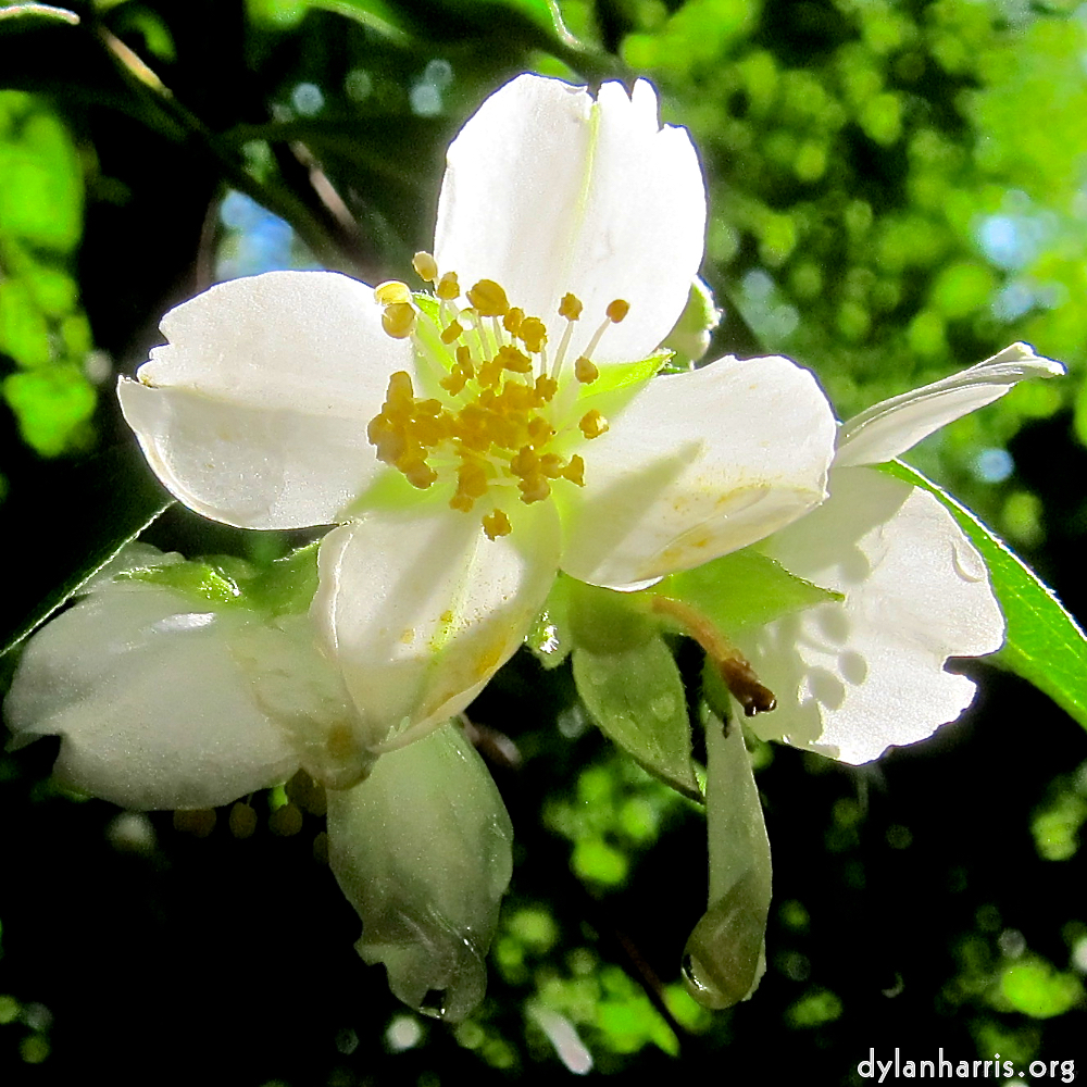 image: Dit is ‘escher bloemen (xciii) 8’.