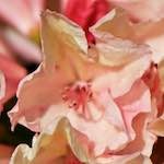 image: pretty pretty pink flowers
