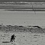 image: 2010 alnmouth fotogruppe