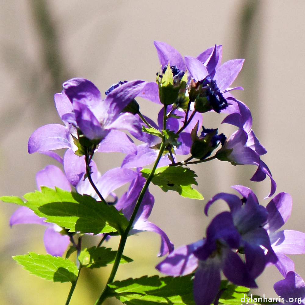 image: Dit is ‘escher bloemen (cxi) 3’.