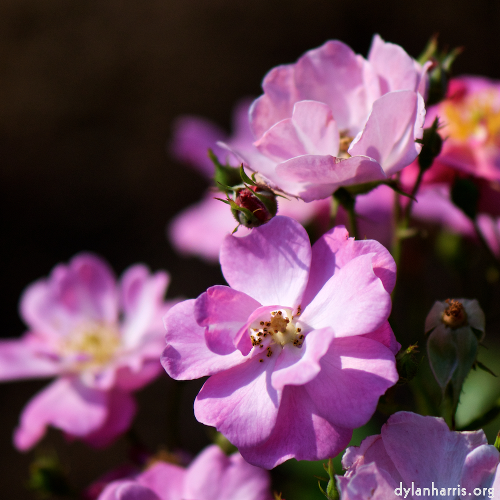 image: Dit is ‘escher bloemen (cxiii) 8’.
