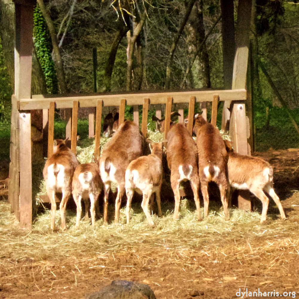 image: Image 'esch–sur–alzette (ii) 6', at Escher Déierepark, of deer feeding.