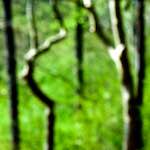 image: woods
