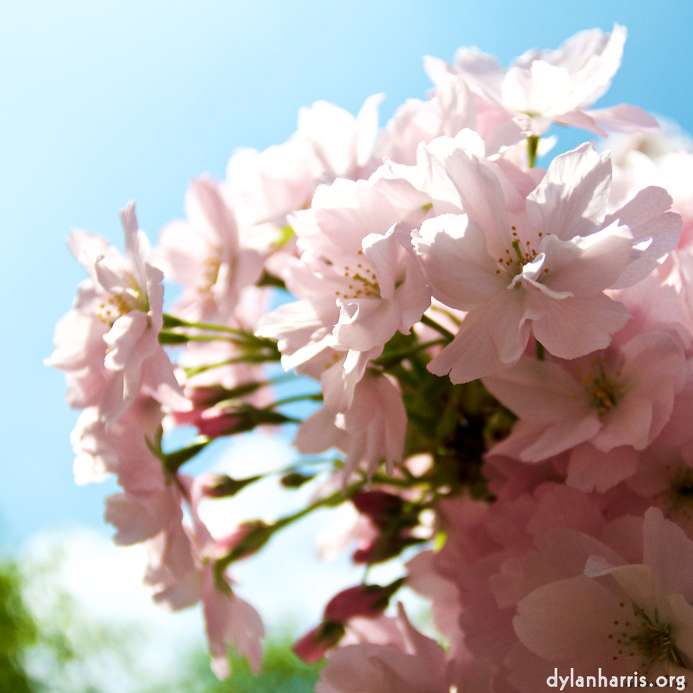 image: Dit is ‘escher bloemen (lxxxvi) 7’.