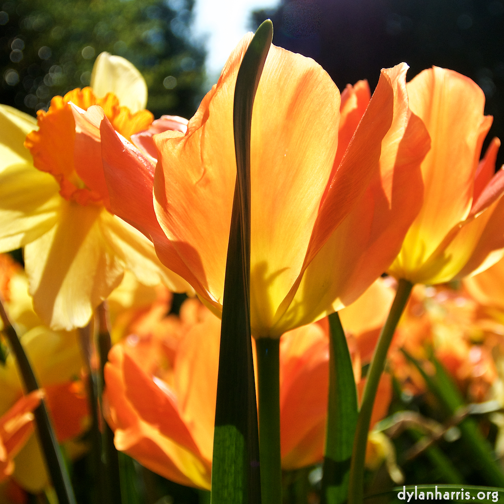 image: Dit is ‘escher bloemen (lxxxviii) 6’.