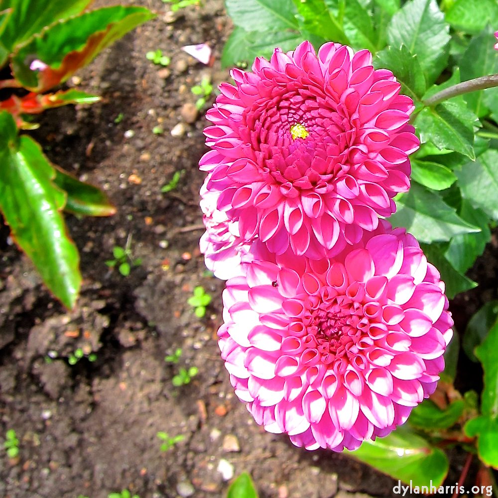 image: Dit is ‘escher bloemen (ciii) 3’.