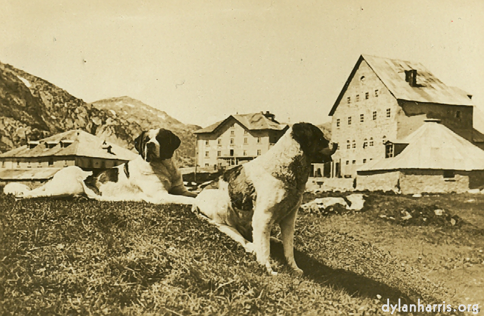 image: Postcard [[ Gotthard Hospice and St. Bernard Dogs, from the South. ]]
