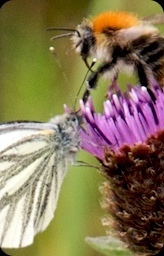 image: bee meet moth meet thistle