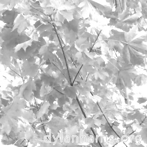 image: leaves in winter sun