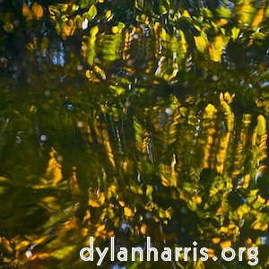 image: leaves reflected in water