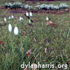 snowdrops