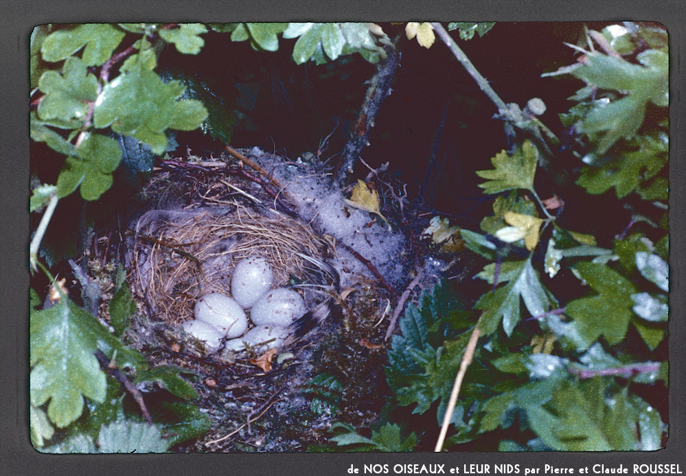 image: Voici ‘Nos oiseaux et leurs nids 10’.
