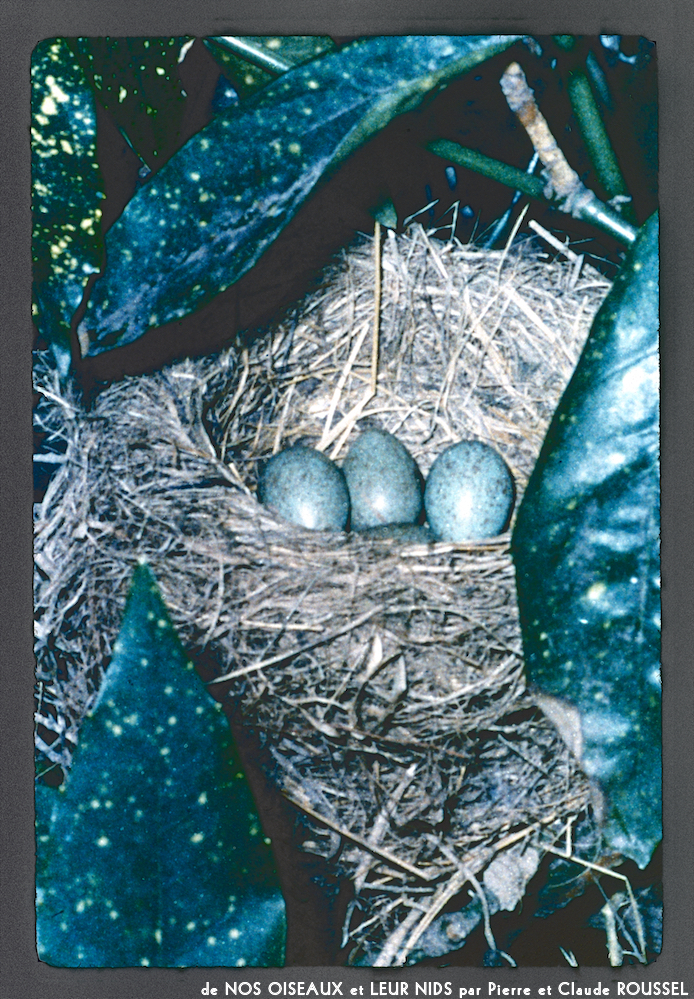 image: Voici ‘Nos oiseaux et leurs nids 17’.
