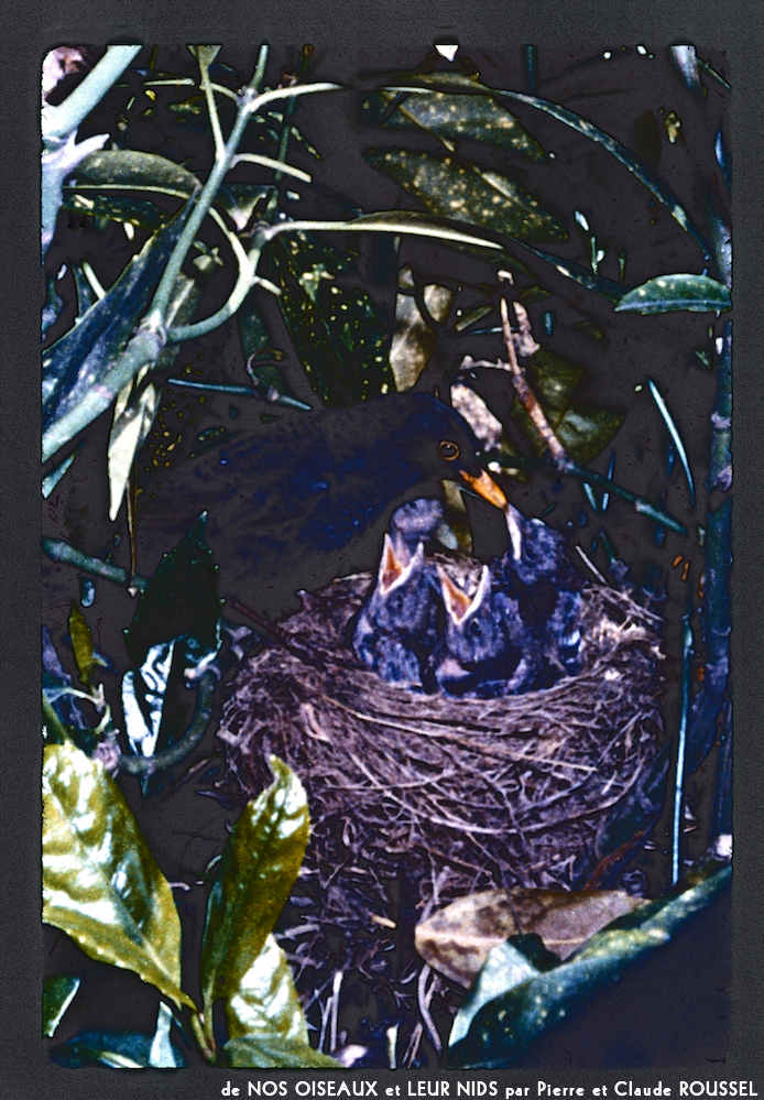 image: Voici ‘Nos oiseaux et leurs nids 18’.
