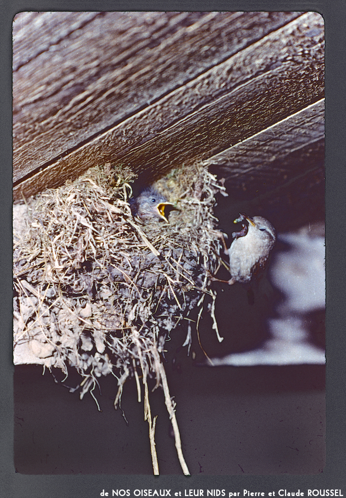image: Voici ‘Nos oiseaux et leurs nids 4’.