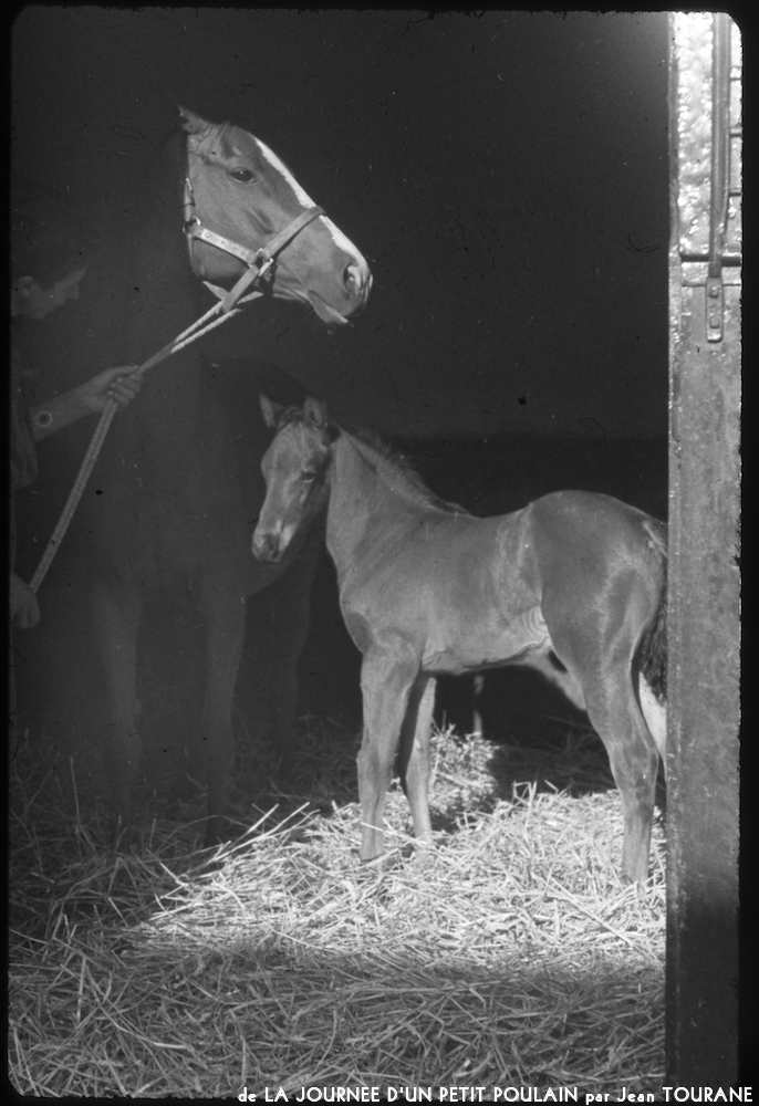 image: mare and foal