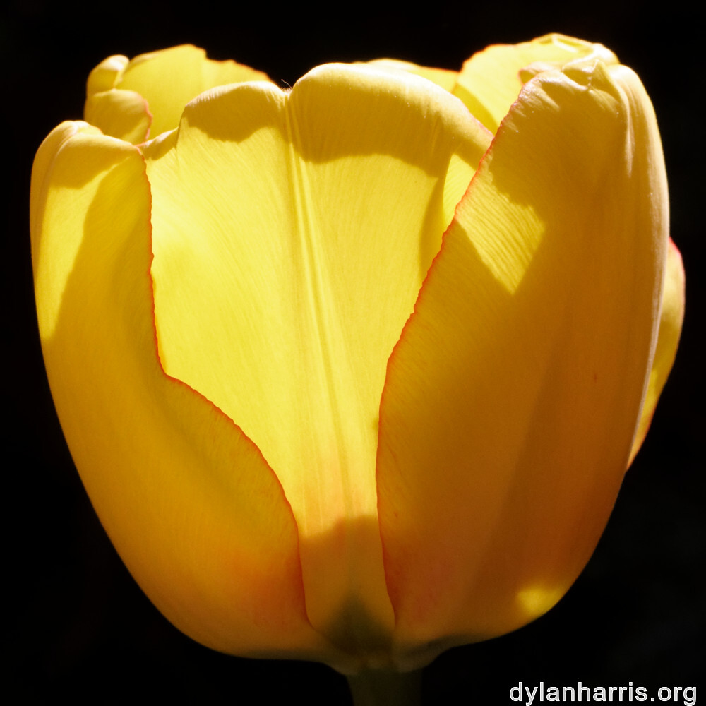 image: This is ‘escher bloemen (cil) 1’.