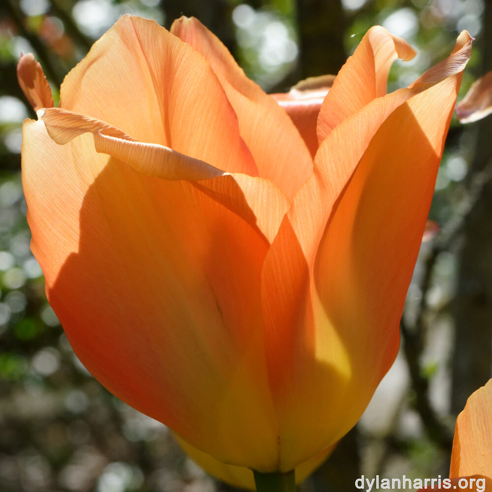 image: This is ‘escher bloemen (cil) 5’.