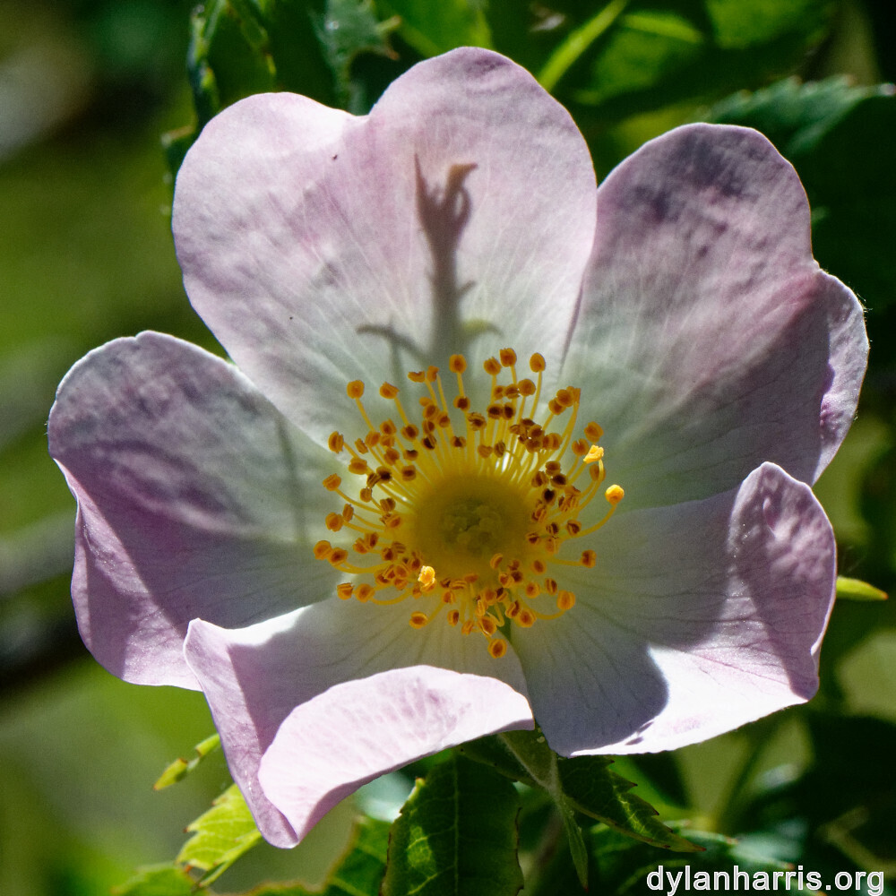 image: flowers