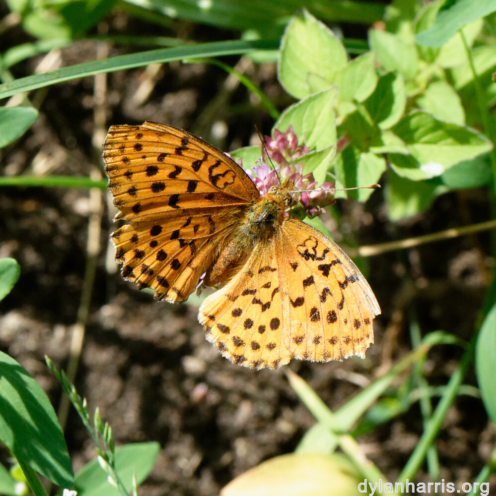 image: sunlit moth