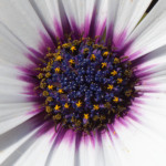 image: Image from the photoset ‘flower (xlvii)’.