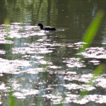 image: Image from the photoset ‘echternach’.