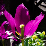 image: Image from the photoset ‘echternach’.