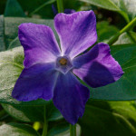 image: Image from the photoset ‘escher blummen (clxv)’.