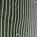 image: Image from the photoset ‘esch/uelzecht (lx)’.