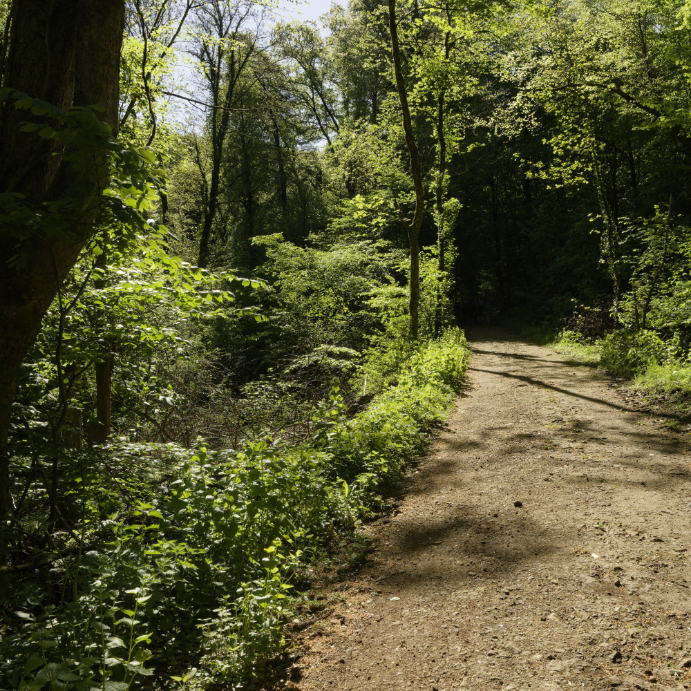 image: This is &lsquo;esch/uelzecht (lxxvii) 3&rsquo;.