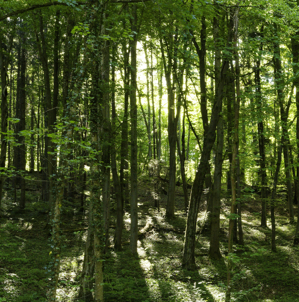 image: This is &lsquo;esch/uelzecht (lxxvii) 4&rsquo;.