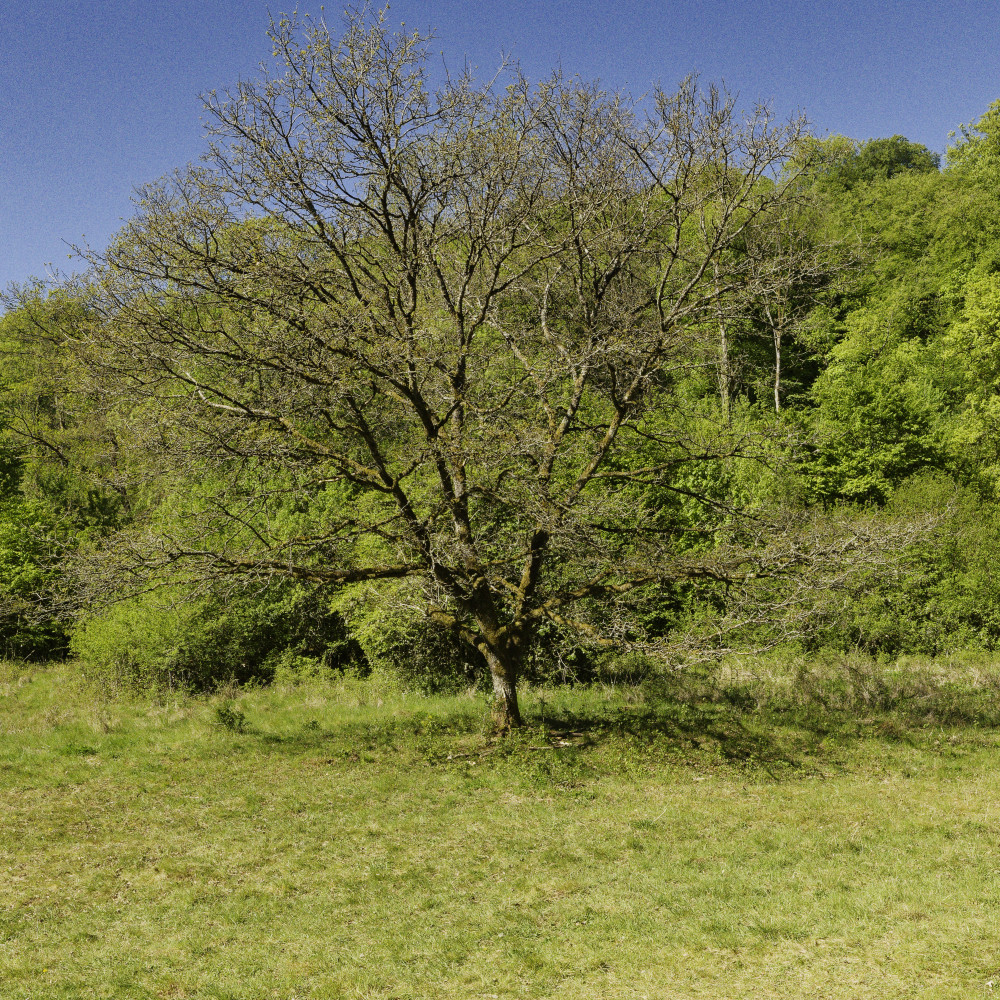 image: This is &lsquo;esch/uelzecht (lxxvii) 6&rsquo;.