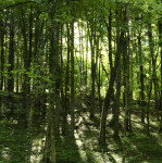 image: Image from the photoset &lsquo;esch/uelzecht (lxxvii)&rsquo;.