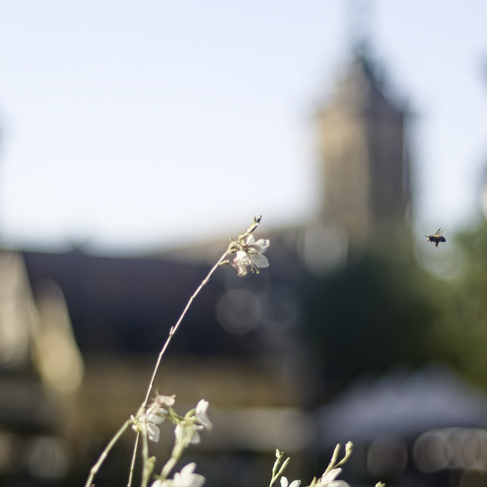 image: This is &lsquo;colmar (ii) 2&rsquo;.