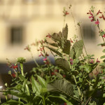image: Image from the photoset &lsquo;colmar (ii)&rsquo;.