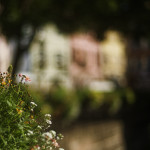 image: colmar (ii) photoset
