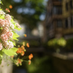 image: Image from the photoset &lsquo;colmar (ii)&rsquo;.
