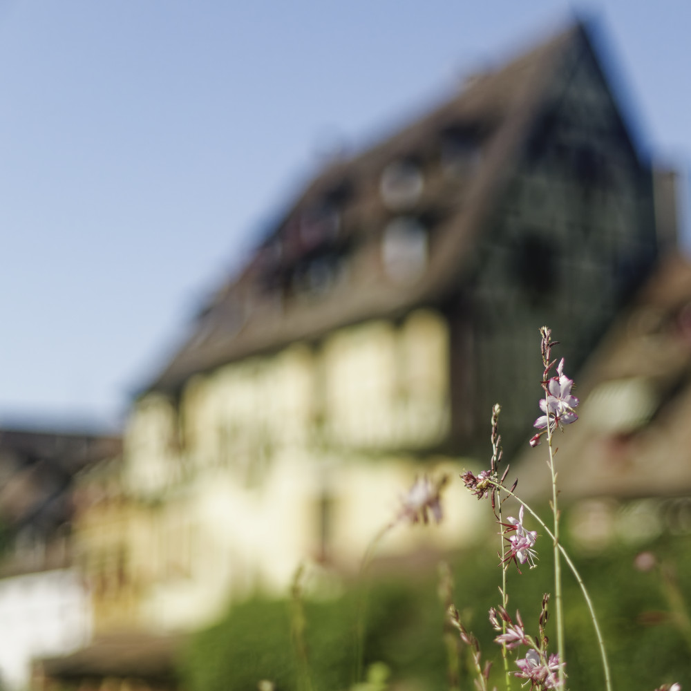 image: This is &lsquo;colmar (iv) 6&rsquo;.